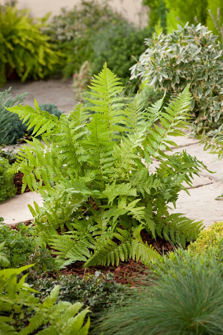 Mannetjesvaren (Dryopteris Filix-Mas) D 11 H 10 cm