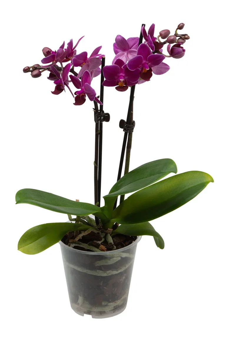 Phalaenopsis hybrid Orkidé Høyde 25 cm