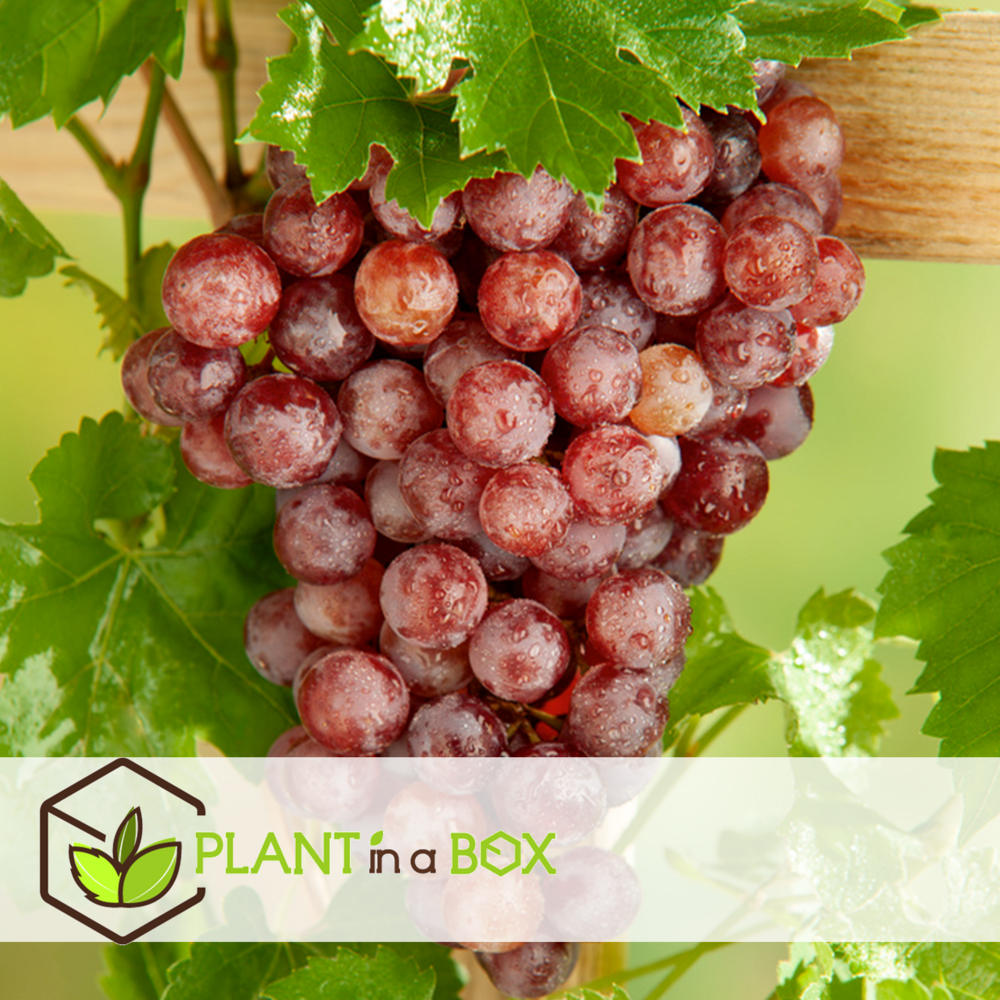Plants de raisin - set de 3 - vitis vinifera - rouge - pot 9cm - hauteur 25-40cm