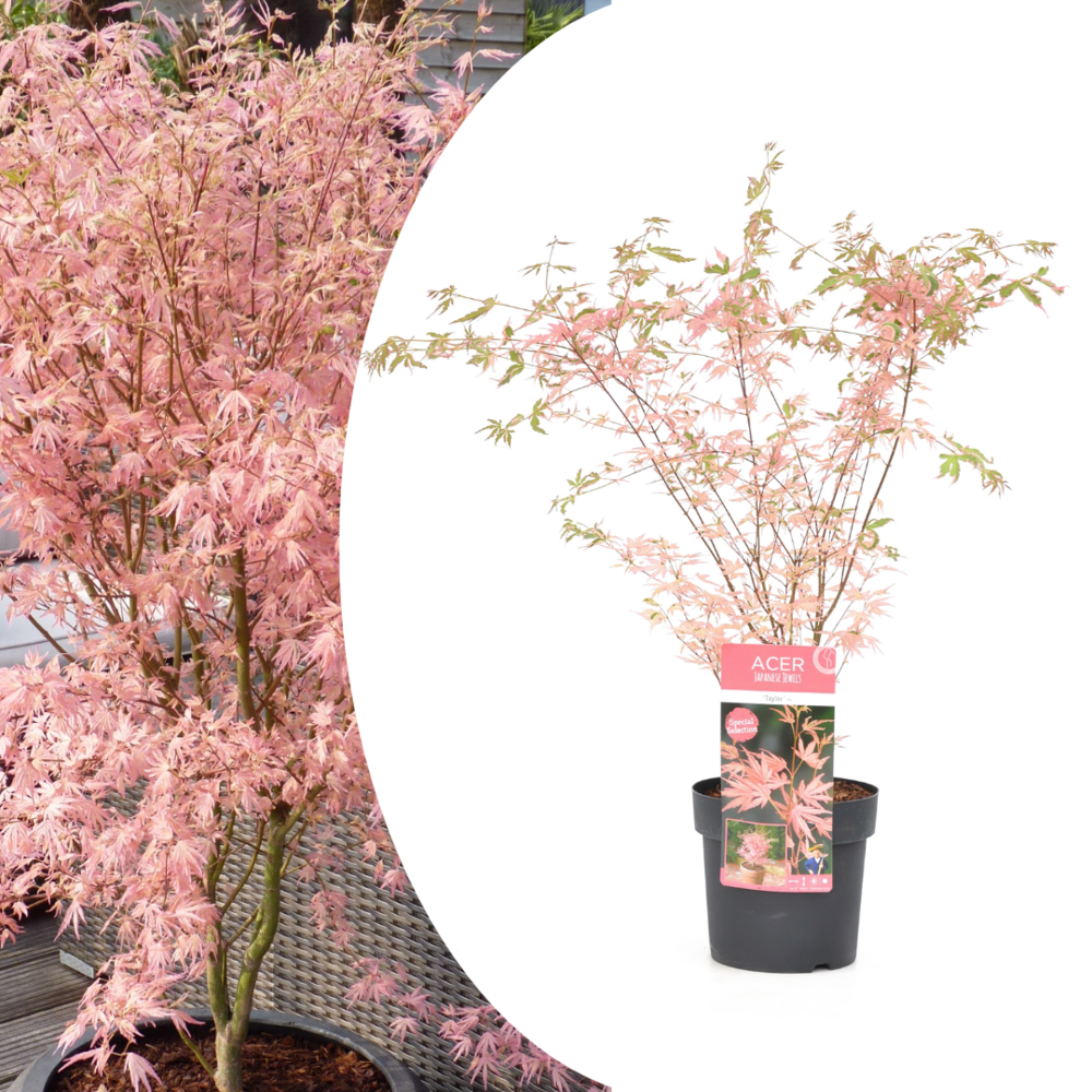 Japanese maple 'taylor' - 'limited edition' - pot 19cm - hauteur 50-60cm