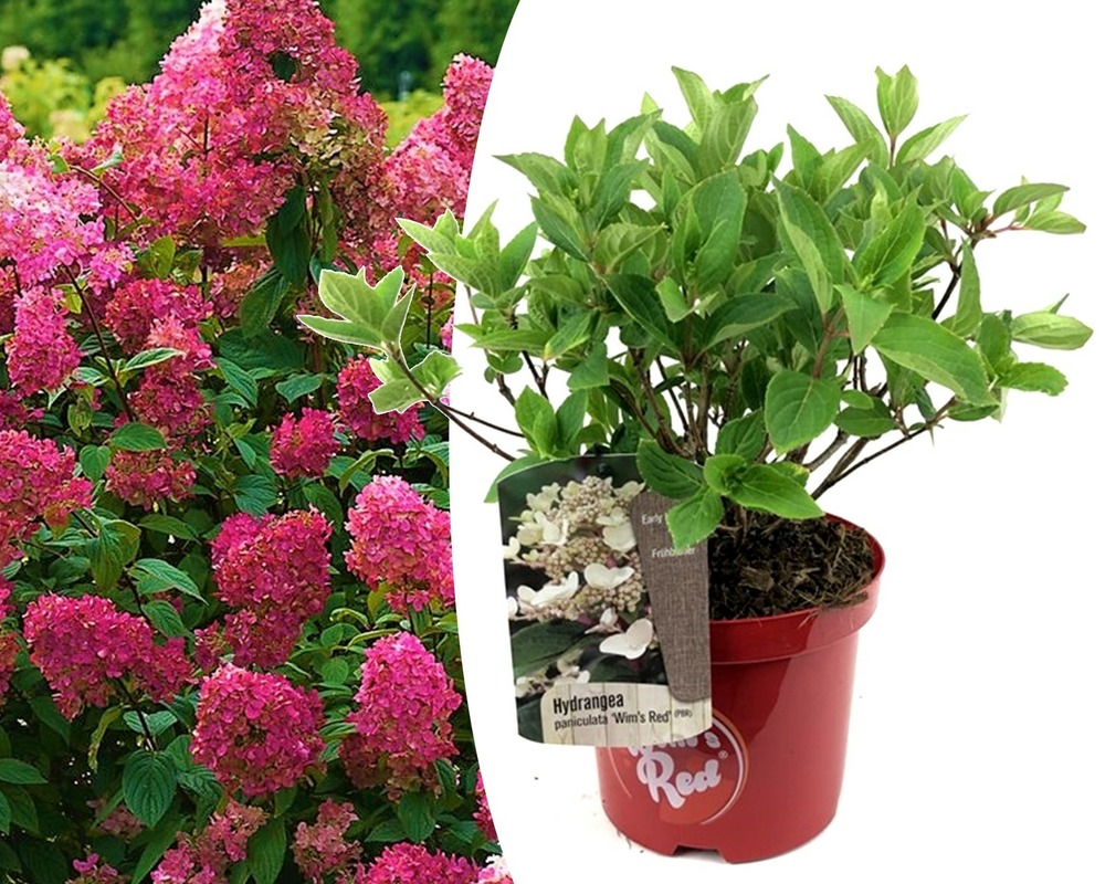 Hortensia paniculata wim's red - hortensia - pot 19cm - hauteur 25-40cm