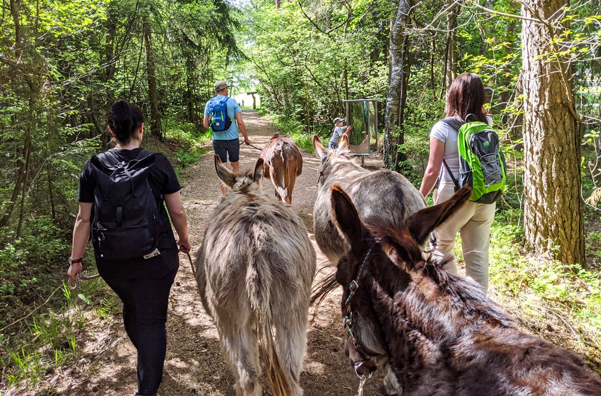 Eselwanderung für 2 Fichtenau