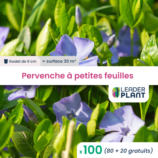 100 x pervenche à petite feuille en godet