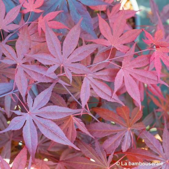 Acer Japonicum 'Palmatum Blood Good' C50L h.125/150cm