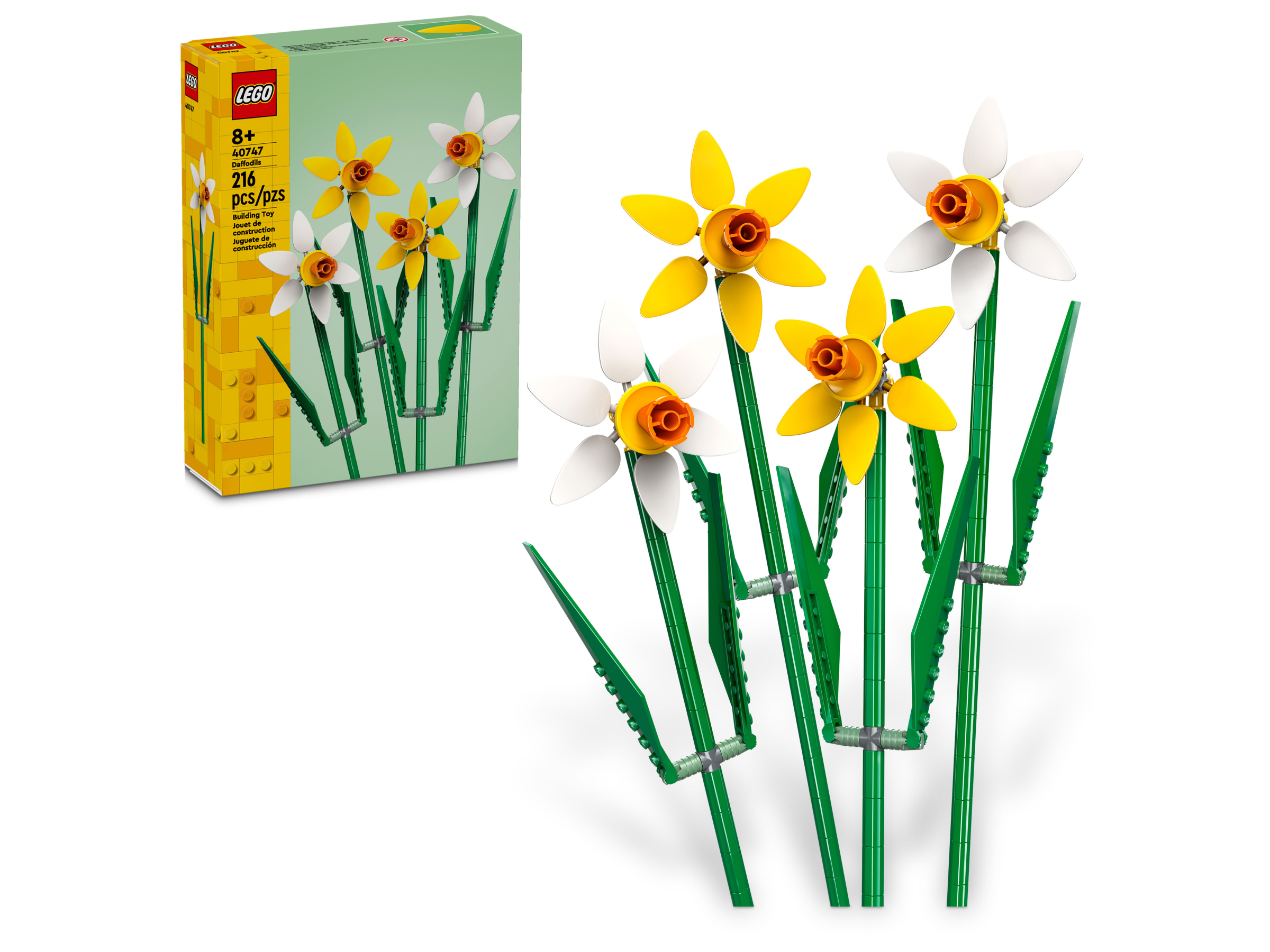 Narcisos 40747