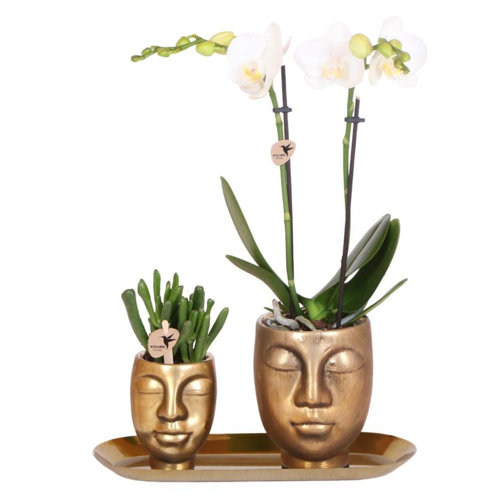 Kolibri company - set d'orchidées et de succulentes blanches sur un plateau doré - fraîches de chez le cultivateur