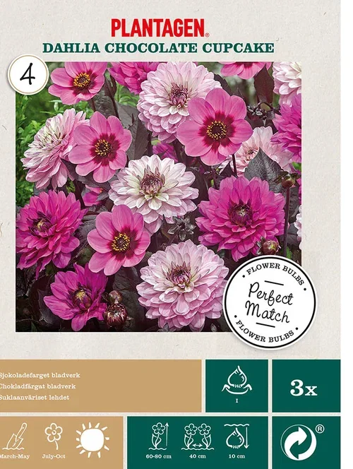 Dahlia Georgine blanding ‘Chocolate Cupcake’ 3 pk