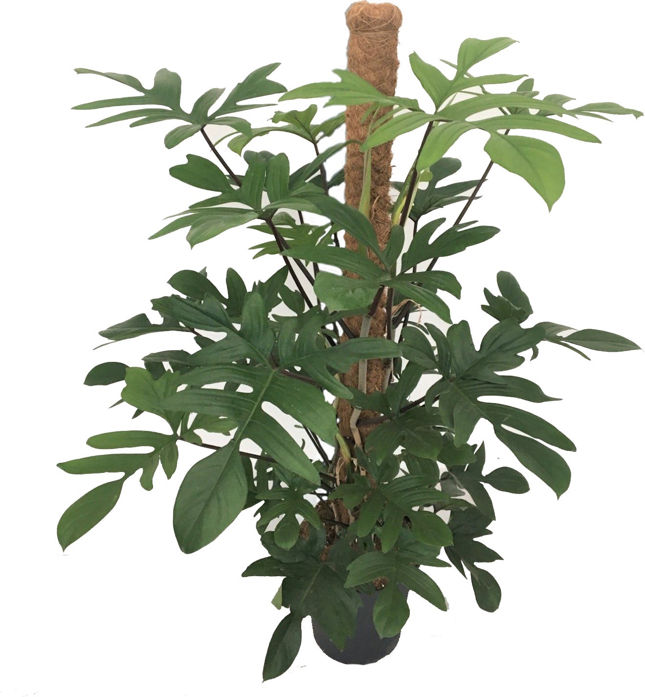 Philodendron (Philodendron pedatum) D 24 H 120 cm