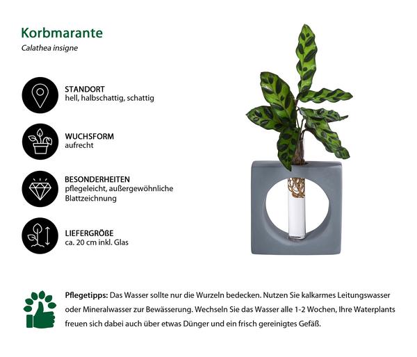 Waterplant Korbmarante Manilla im Reagenzglas