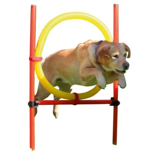 Conjunto de treinamento para cães vermelho e amarelo