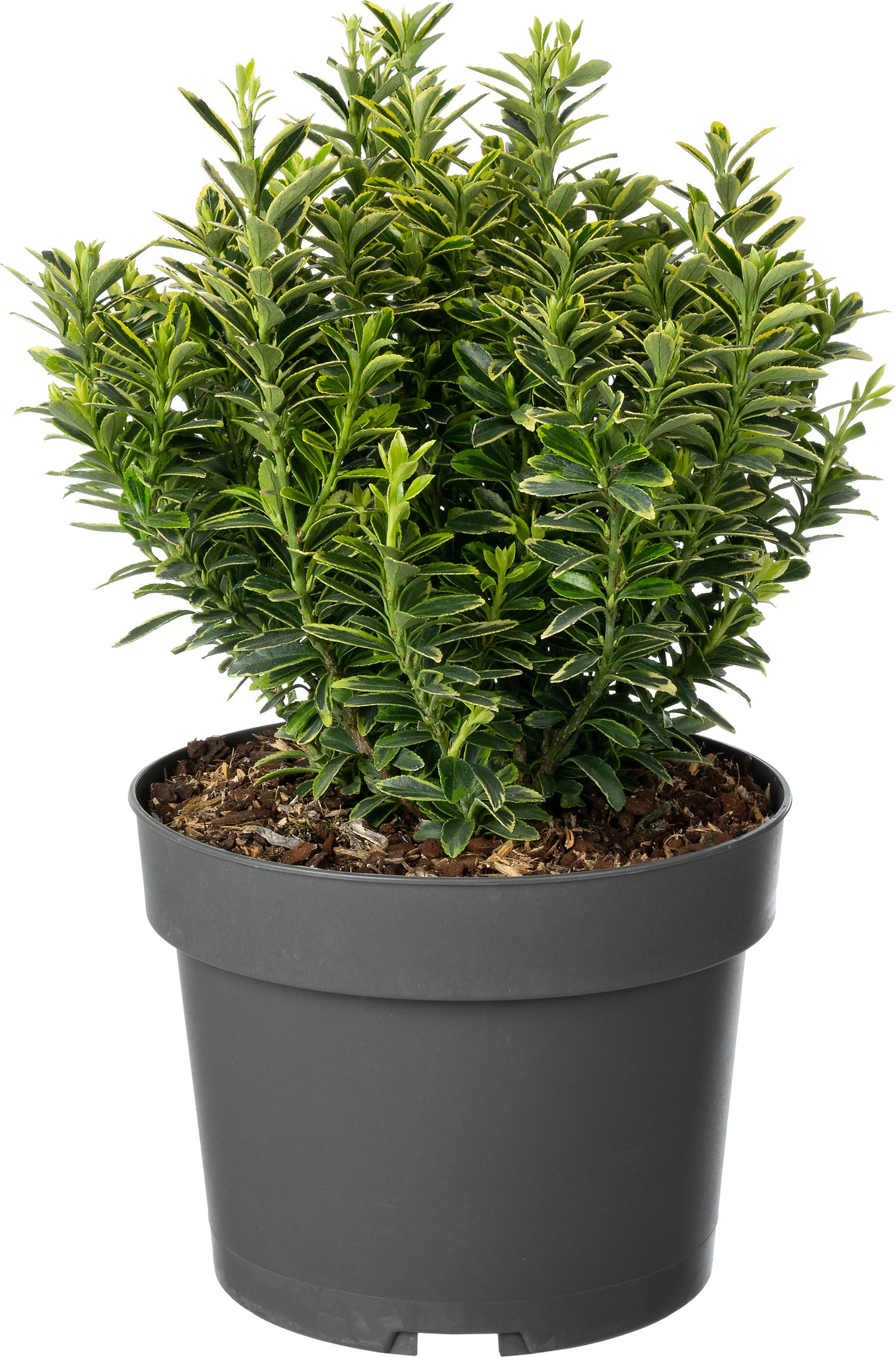 Japanse Kardinaalsmuts (Euonymus japonica 'Microphyllus Aureomarginata') D 19 H 25 cm