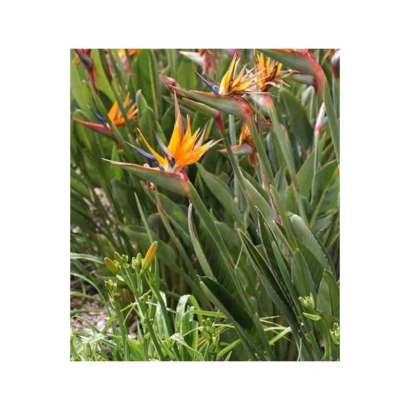 Strelitzia reginae (oiseaux du paradis) taille pot de 3 litres ? 60/80 cm - orange et bleu