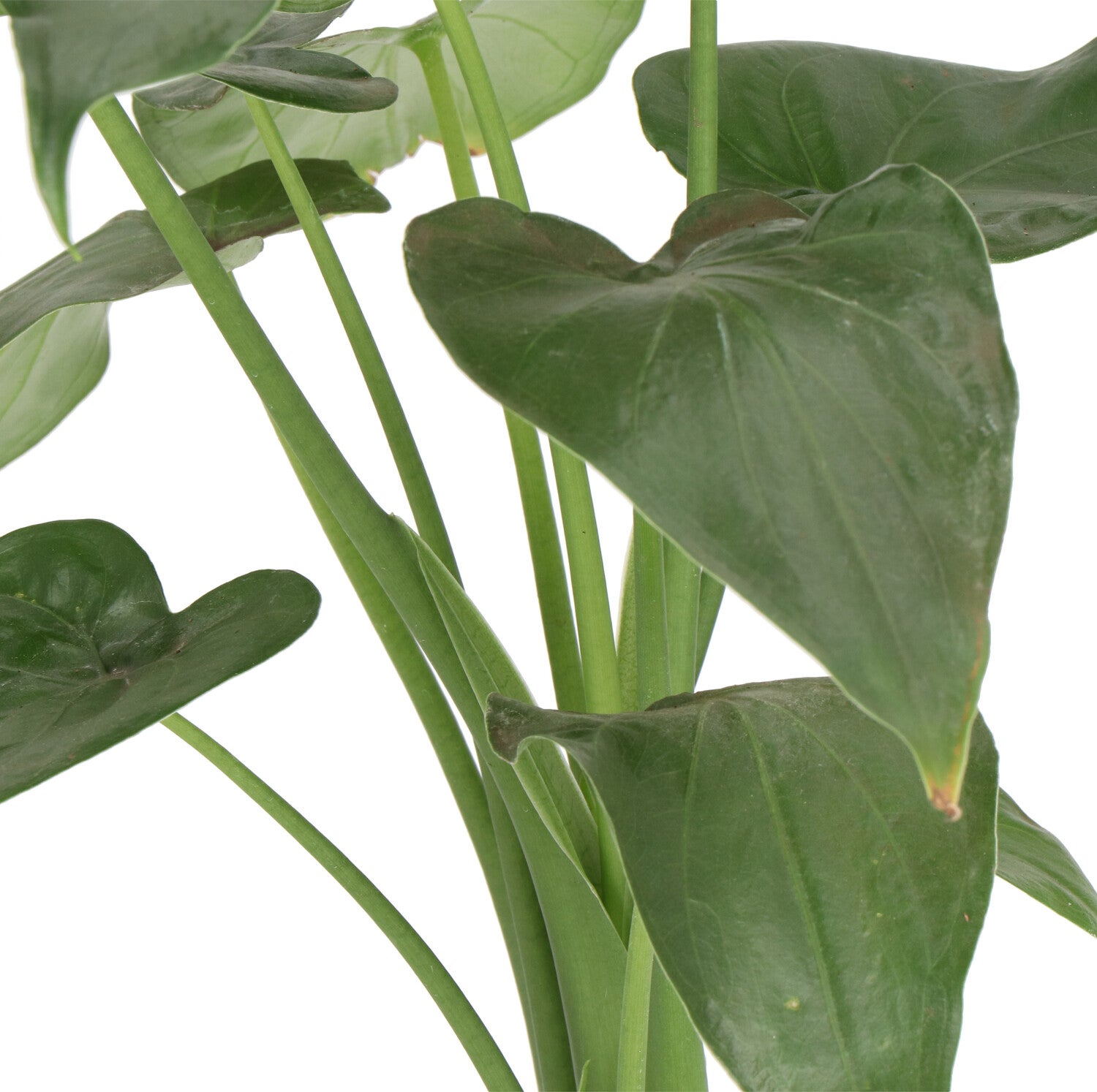 Olifantsoor (Alocasia cucullata) D 12 H 50 cm