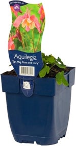 Akelei (Aquilegia 'Spring Magic') D 19 H 45 cm