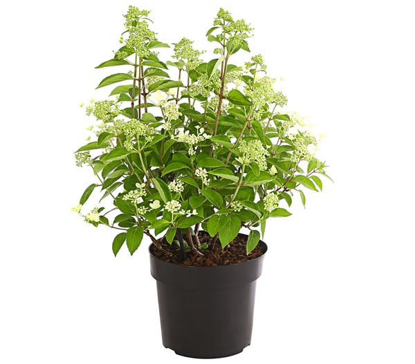 Rispen-Hortensie 'Prim White'