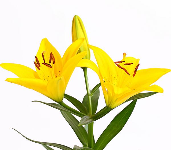 Lilie - Lilium-Hybriden, verschiedene Farben