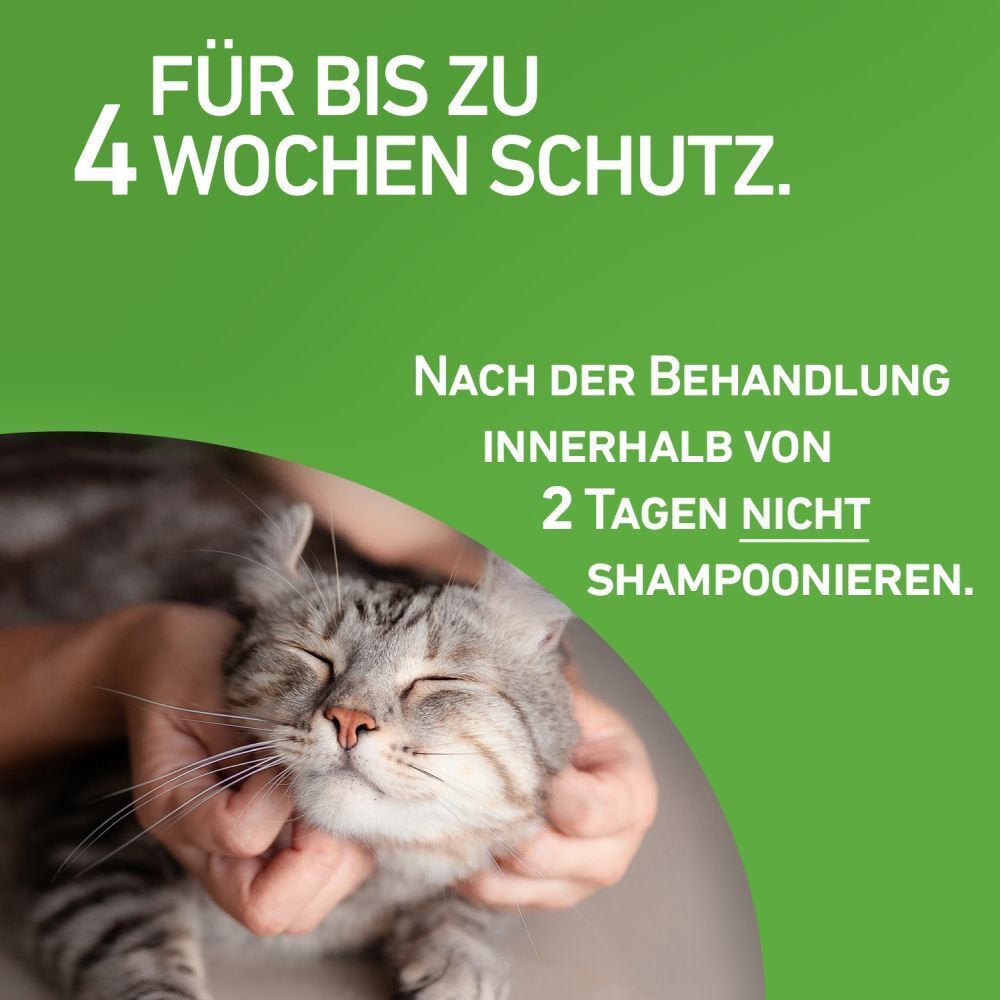 FRONTLINE COMBO® Spot on gegen Flöhe und Zecken Katze