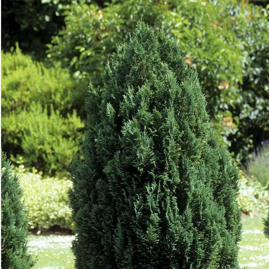Chamaecyparis Lawsoniana Ellwoodii : 90/100 cm pot 10L