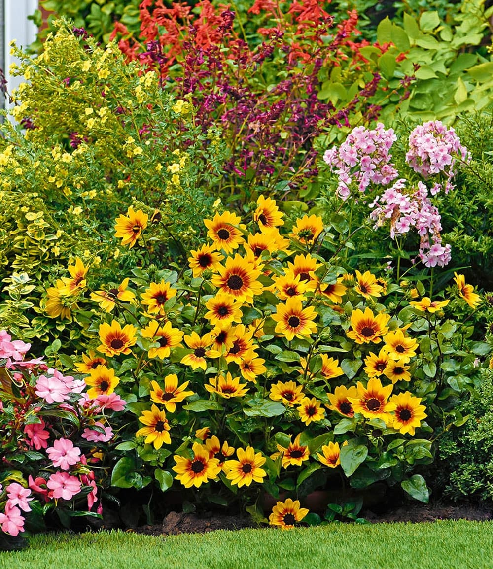 Balkon-Sonnenblume 'SunBelievable®'
