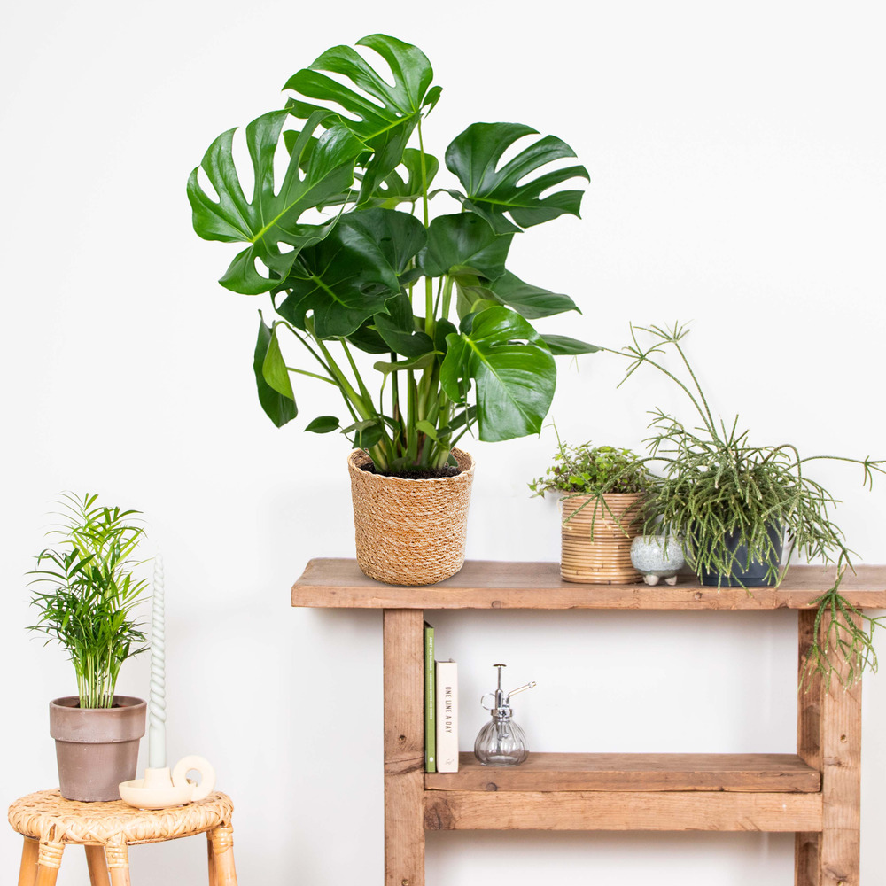 Monstera deliciosa incl. Panier en jonc de mer - purificateur d'air - ⌀21 cm - ↕70-80 cm