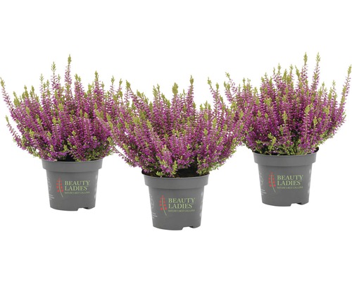 Bud Heather Mix FloraSelf Calluna vulgaris 'Beauty Ladies' Ø 11 cm pot, willekeurige variëteitselectie, effen kleur