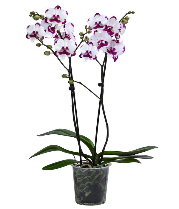 Schmetterlingsorchidee - Phalaenopsis