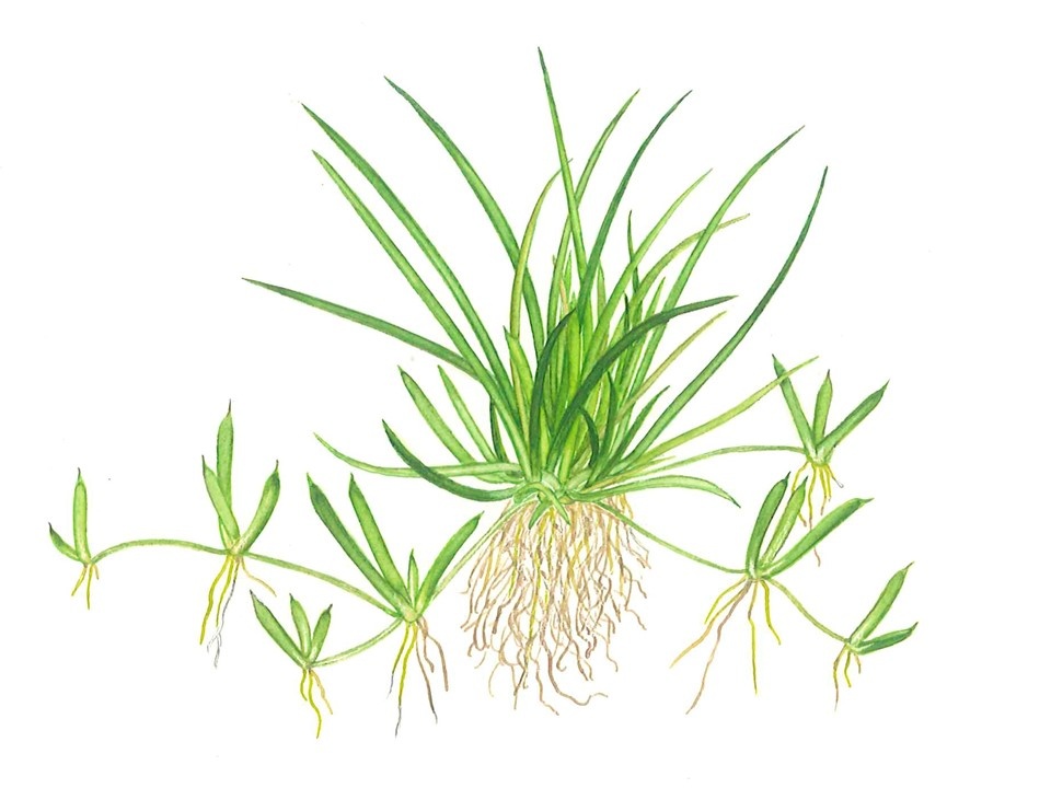 Waterplant Littorella Uniflora