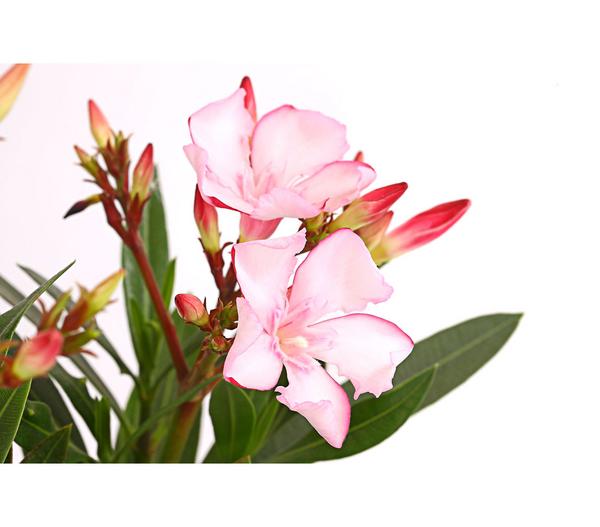 Oleander, Busch, verschiedene Farben