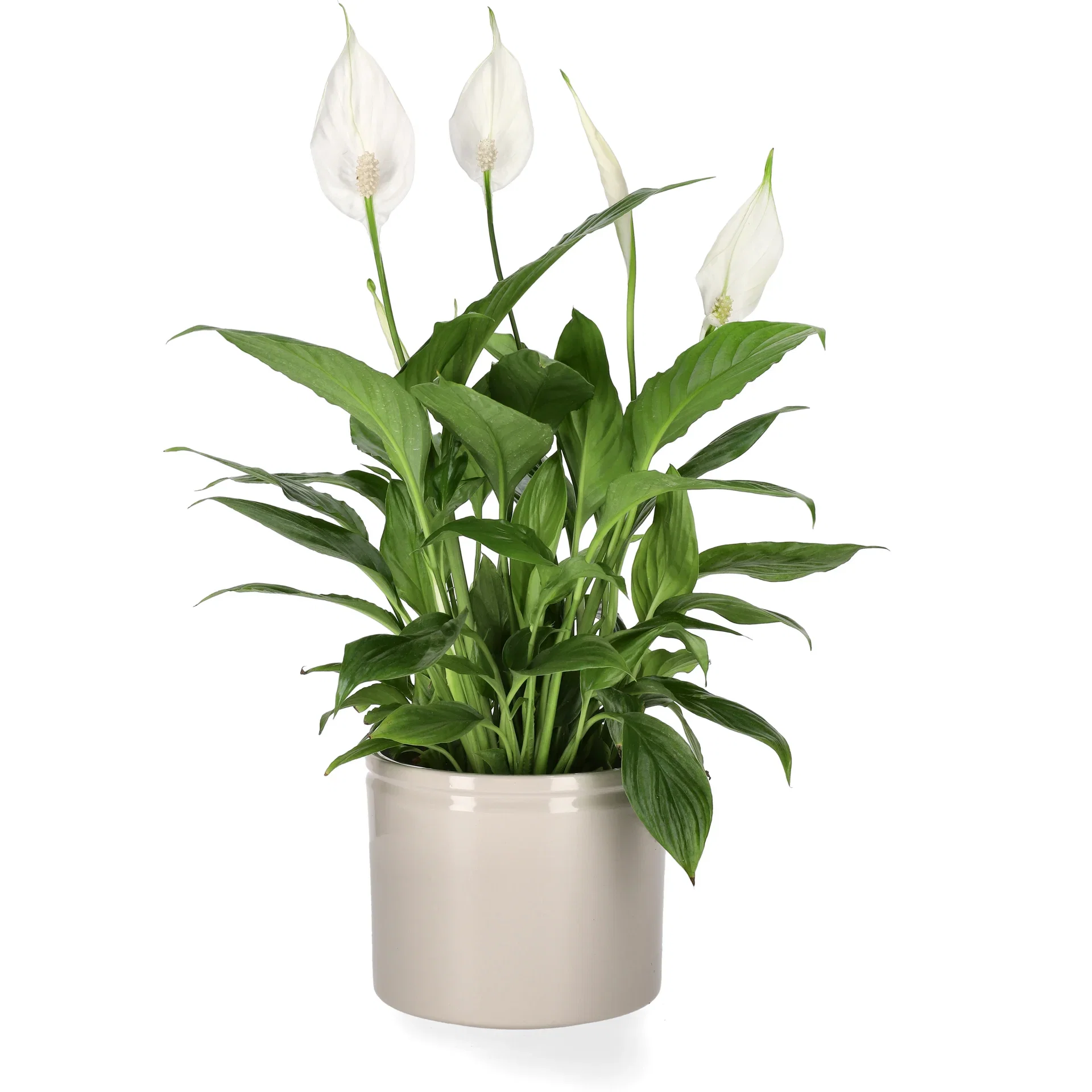 Potte Ada Ø15 cm