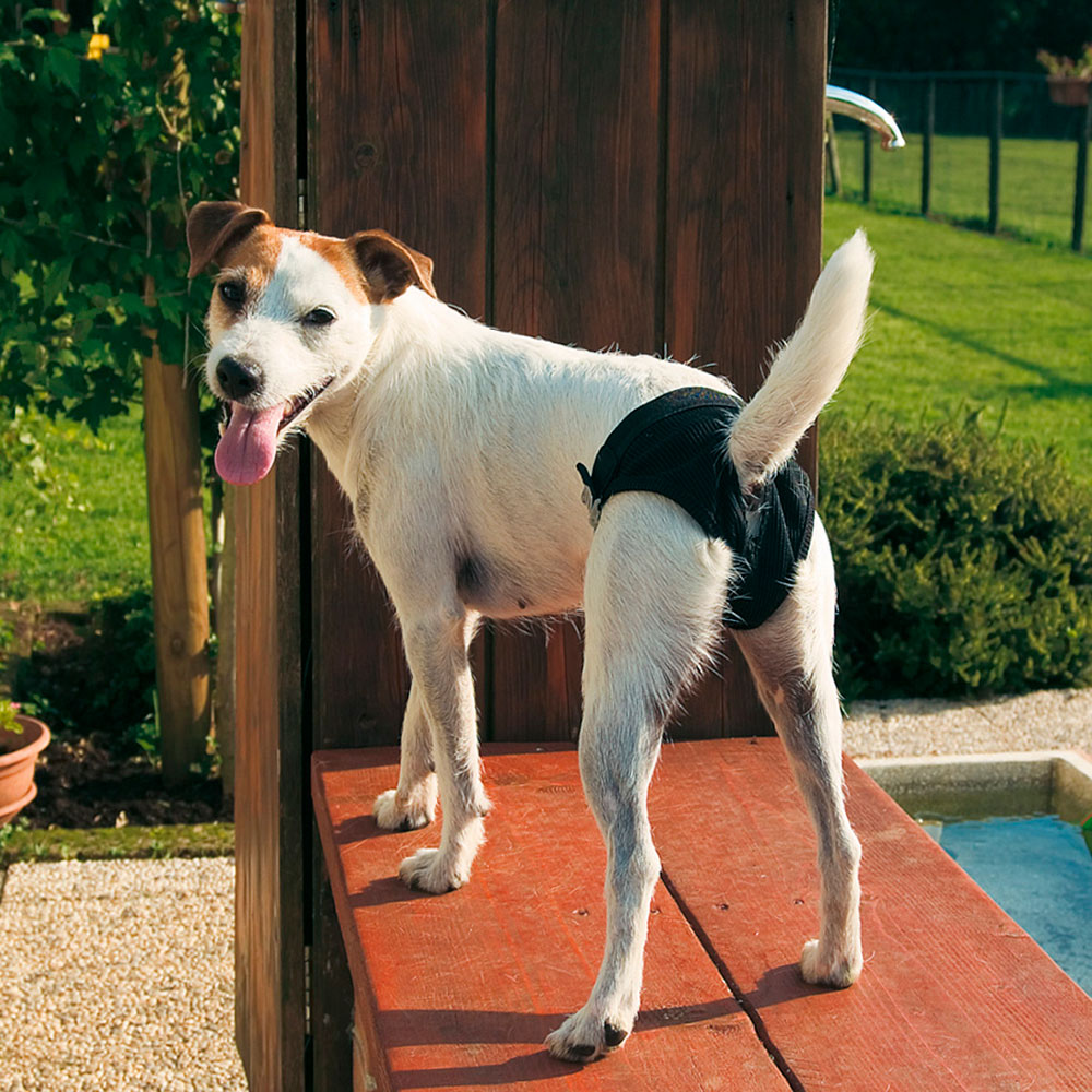 Ferplast culotte igienica confinement chiens chien lavable résistante six tailles