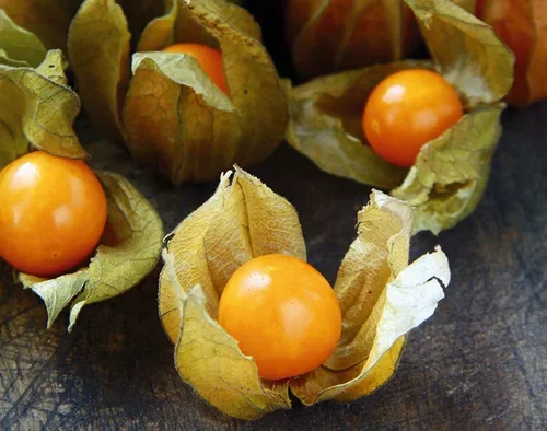 All Nature Physalis 'Little lanterns' 10,5 cm Barbadoslykt ‘Little Lantern’ Ø10,5 cm