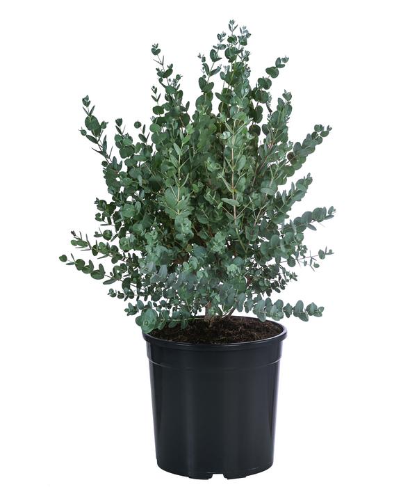 Eukalyptus, Busch