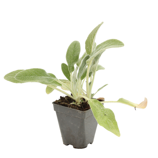 Epiaire laineux : godet vert