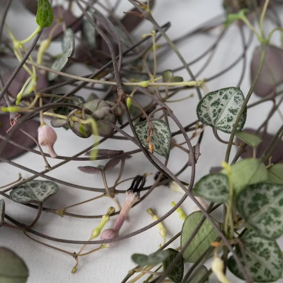 Chinees lantaarnplantje - Ceropegia linearis Woodii - Hoogte 20-30cm - ⌀14cm