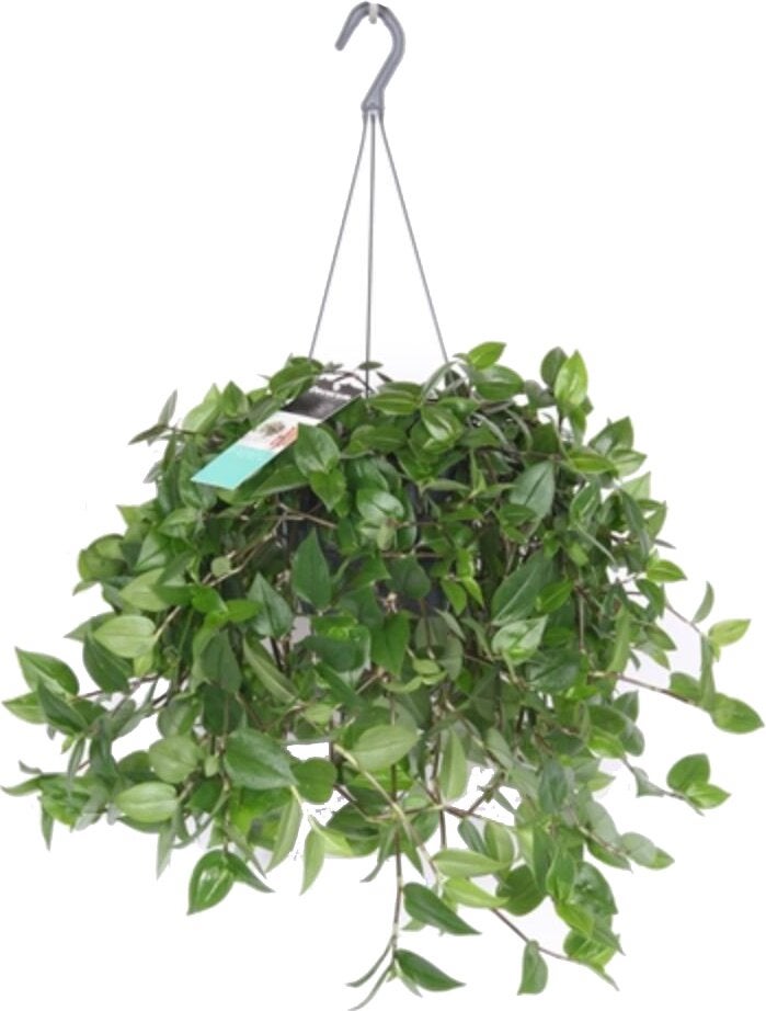 Vaderplant in hangpot (Tradescantia 'Green Hill') D 17 H 35 cm