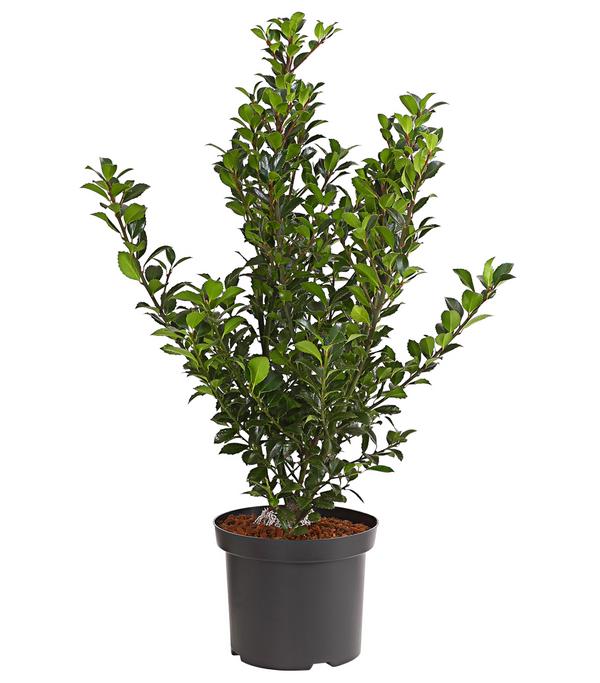 Stechpalme 'Heckenfee'