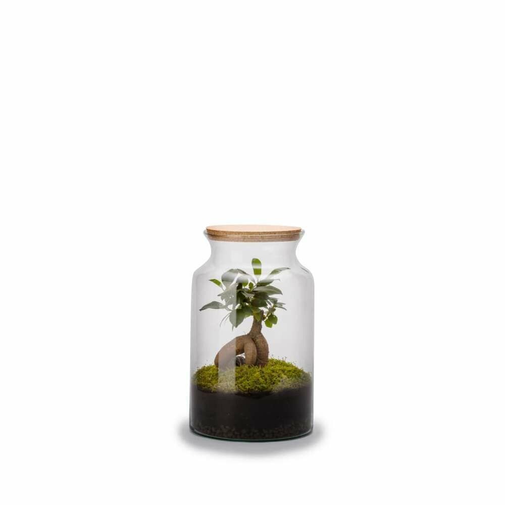 Terra kit - jungle m ginseng