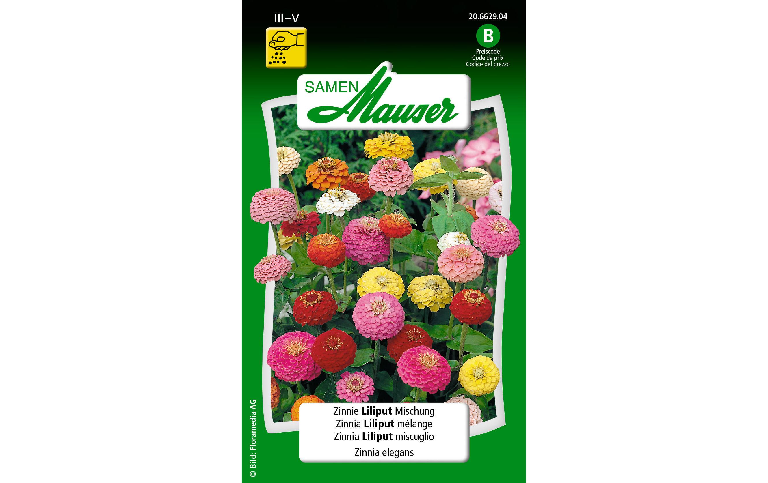 Saatgut Zinnie Liliput MischungBlumensamen