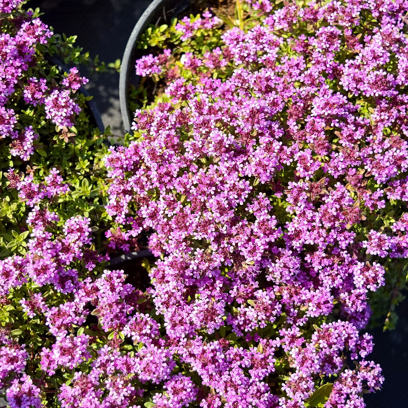 Thymus (Coccineus-Group) 'Coccineus' Kryptimian 'Coccineus' Ø10,5 cm