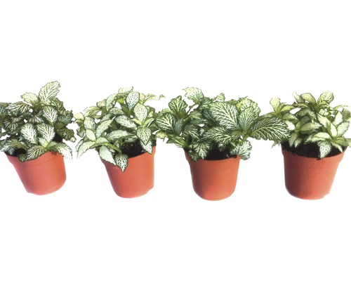 Mozaïekplant FloraSelf Fittonia verschaffeltii 'Mosaic' H 10-15 cm Ø 7 cm pot willekeurige variëteitselectie
