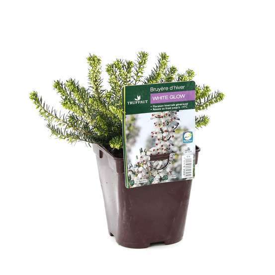 Erica x darleyensis 'White Glow' : ctr 1L