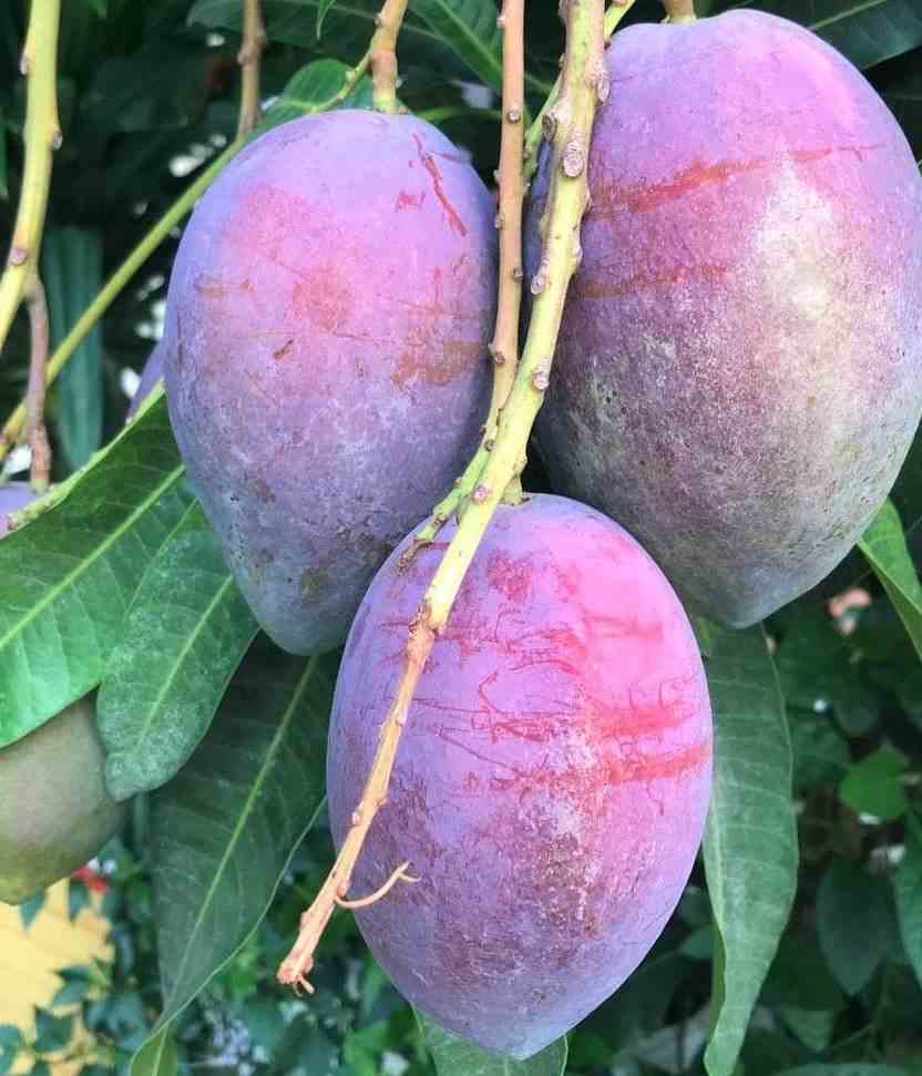 Manguier mangifera indica var.irwin taille pot de 7 litres ? 80/100 cm - jaune