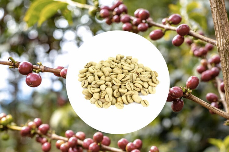 1kg - Café vert - Région Karnataka - Inde - Moussonné