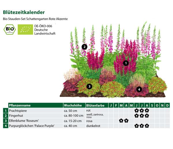 Bio Stauden-Set Schattengarten Rote Akzente,