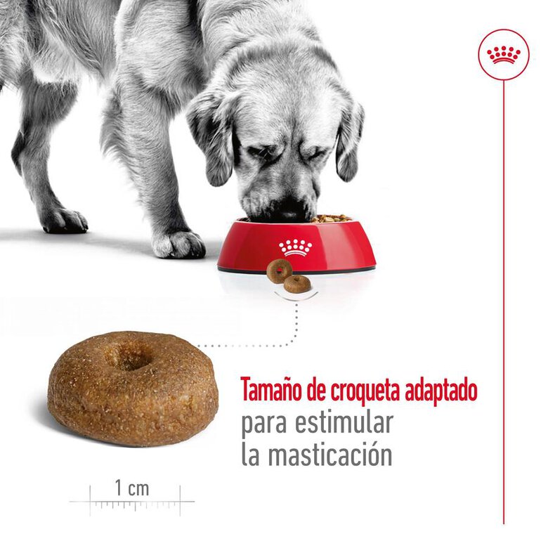 Ração Royal Canin Maxi Ageing para cães com mais de 8 anos