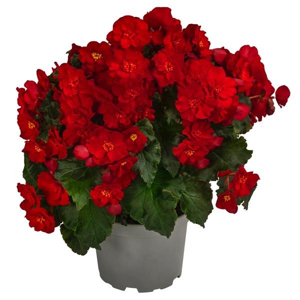 Begonie 'Macarouge'