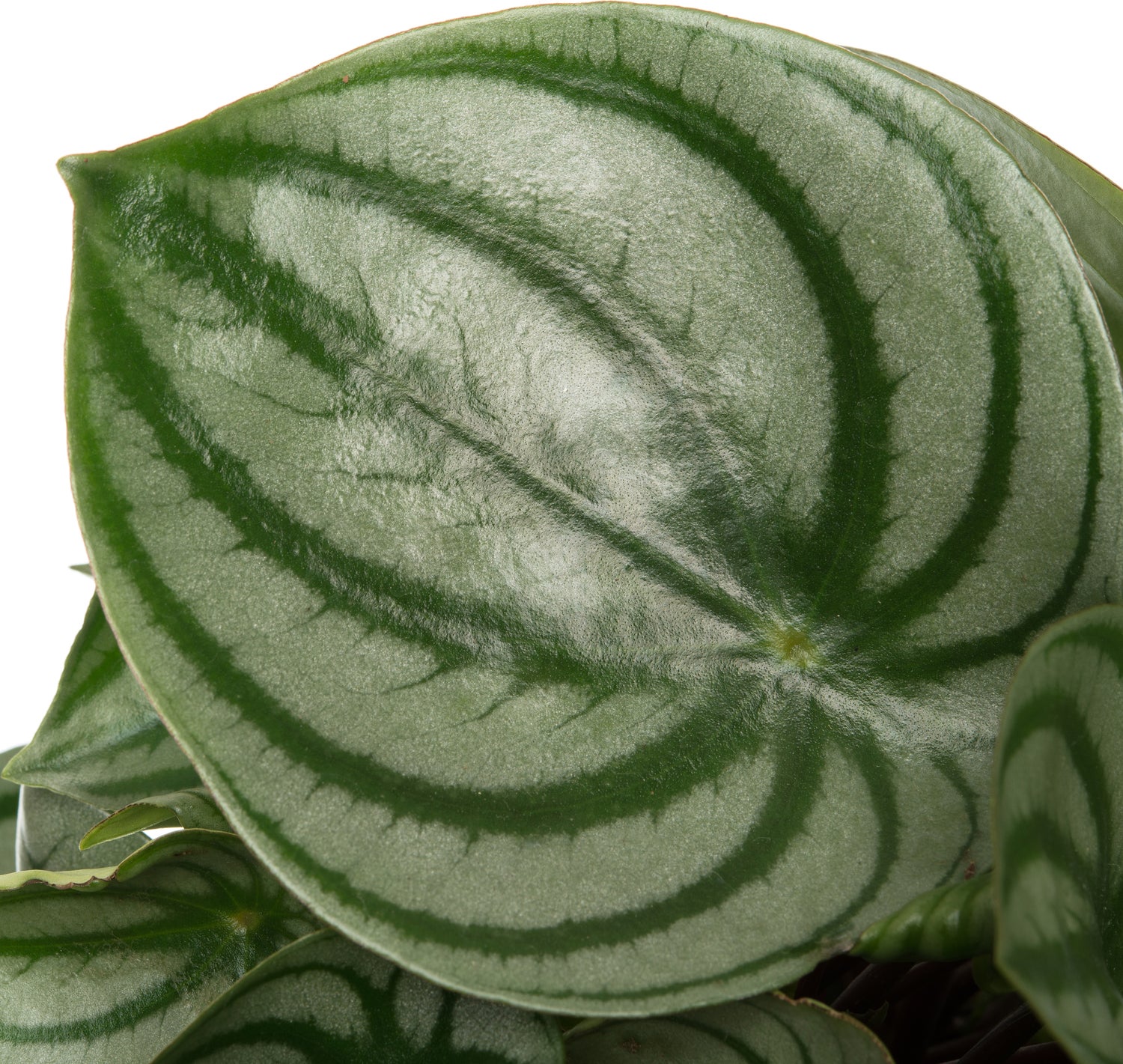 Watermeloenplant (Peperomia argyreia) D 15 H 25 cm