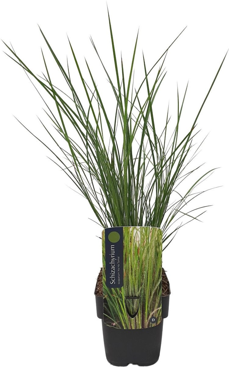 Steppegras (Schizachyrium scoparium 'Ha Ha Tonka') D 17 H 10 cm