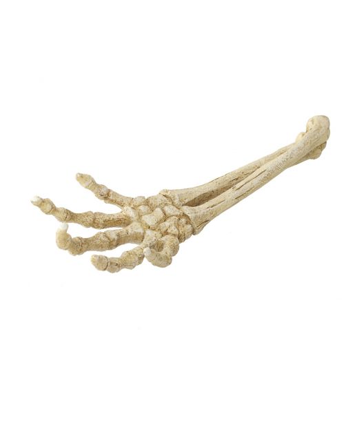 Aqua Della Skelet Hand - Aquarium - Ornament - 26.8x9.4x4.5 cm