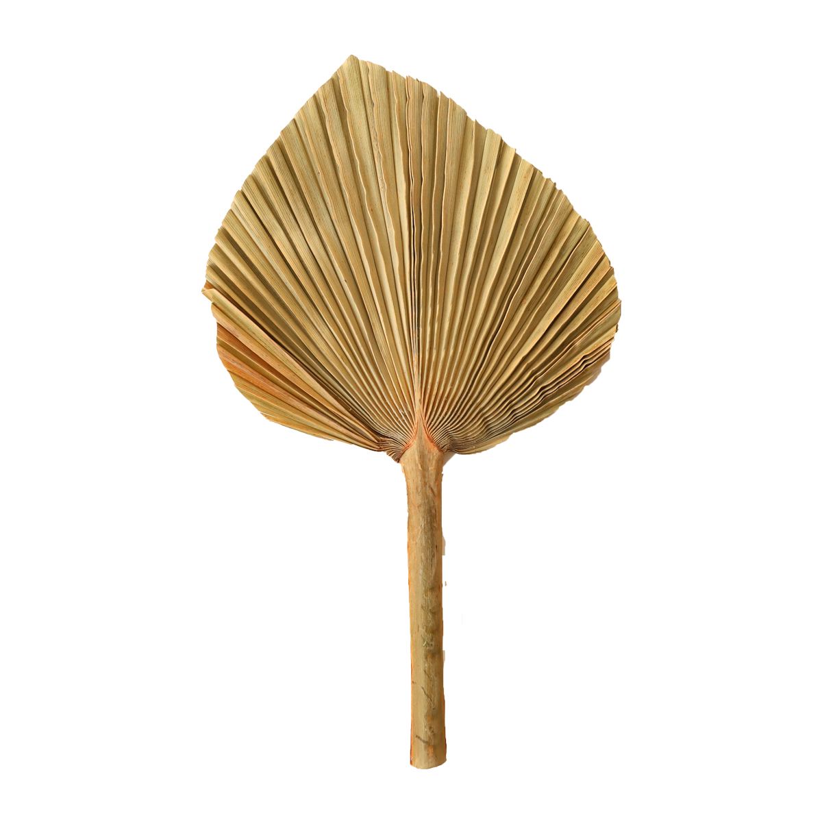 Feuille de palme naturelle 25-30 cm Atelier jasmin